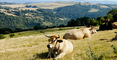 Vaches